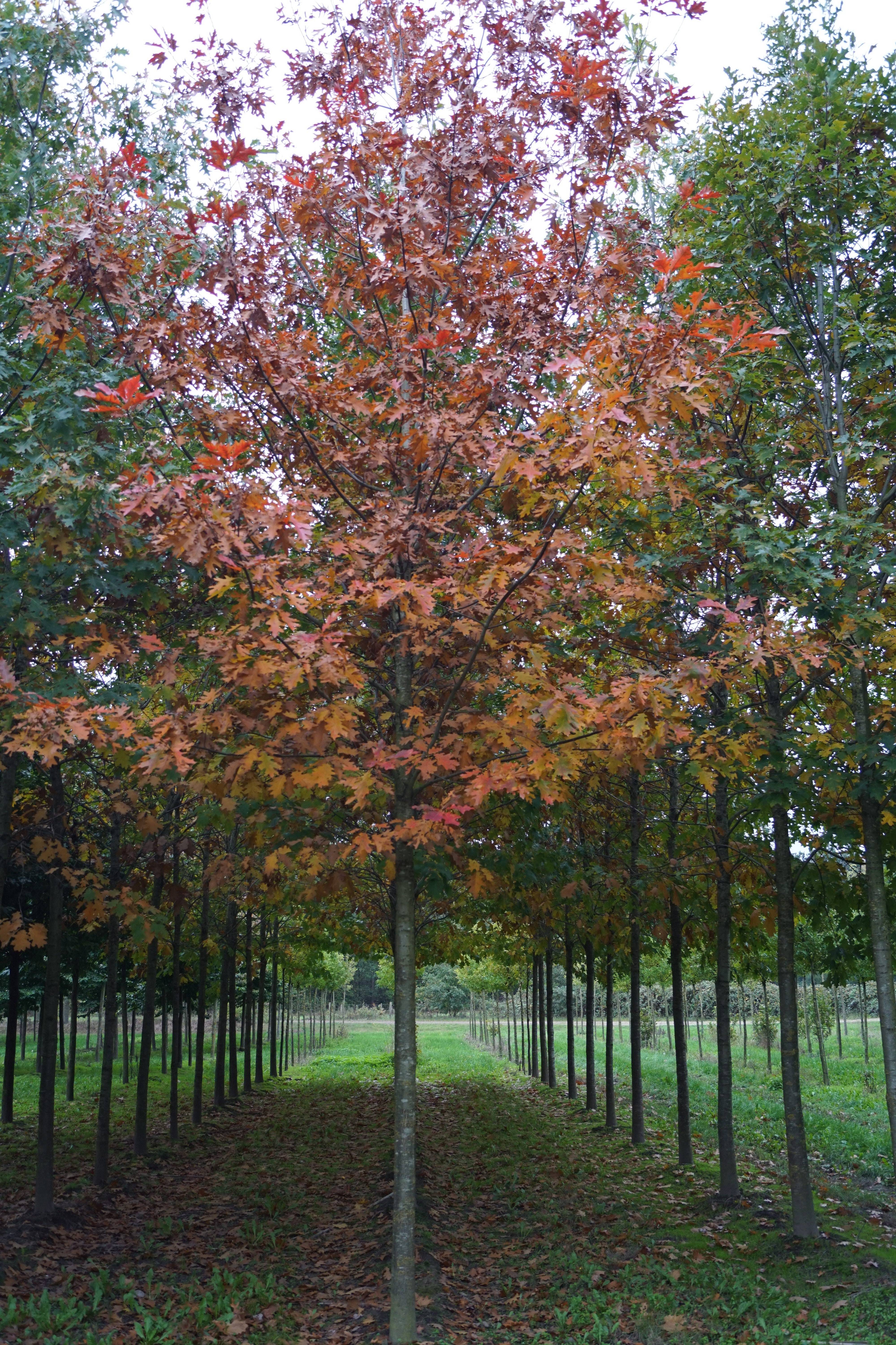Quercus rubra (2)